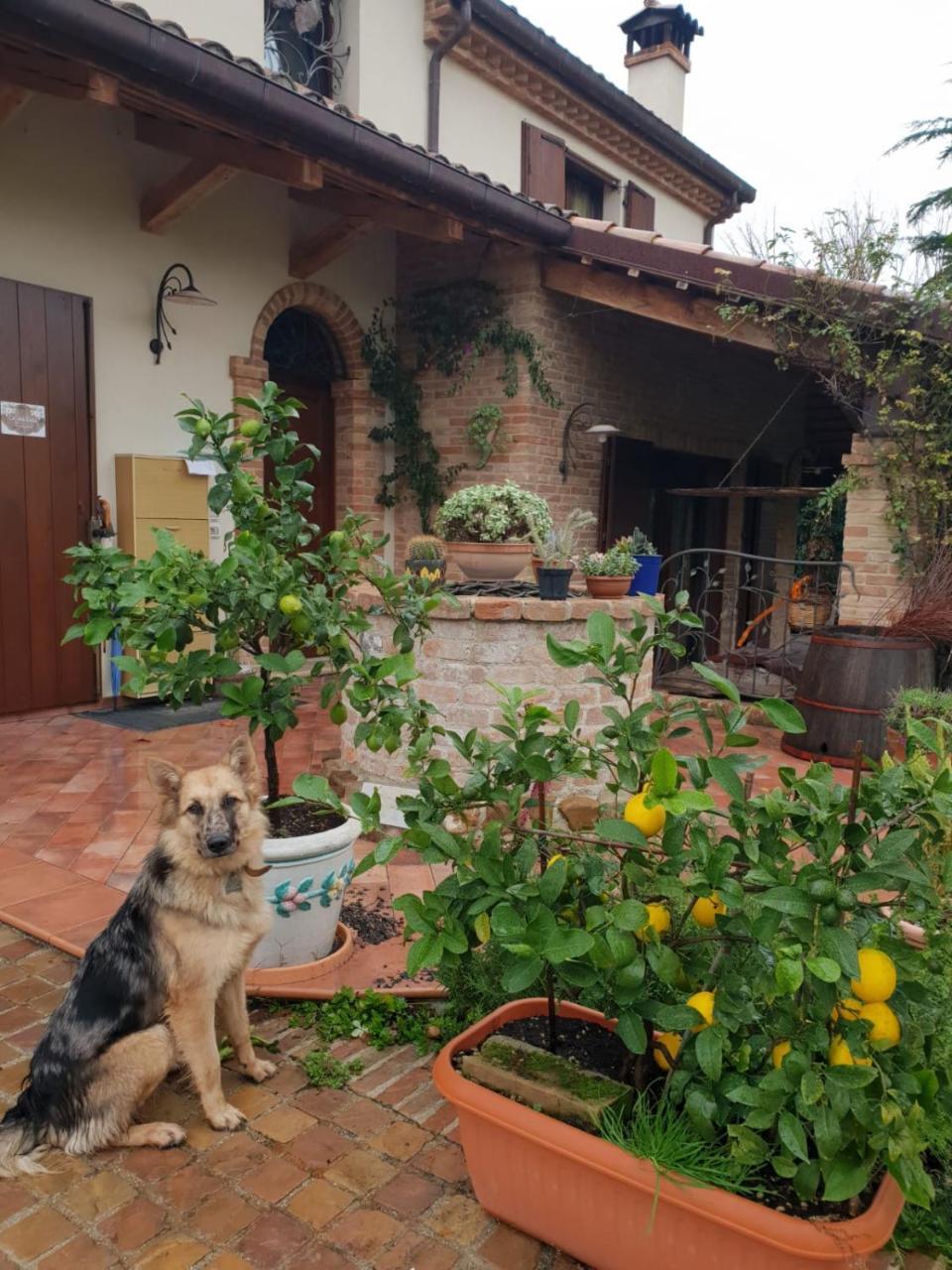 Bed and breakfast Ca' Dei Gelsi