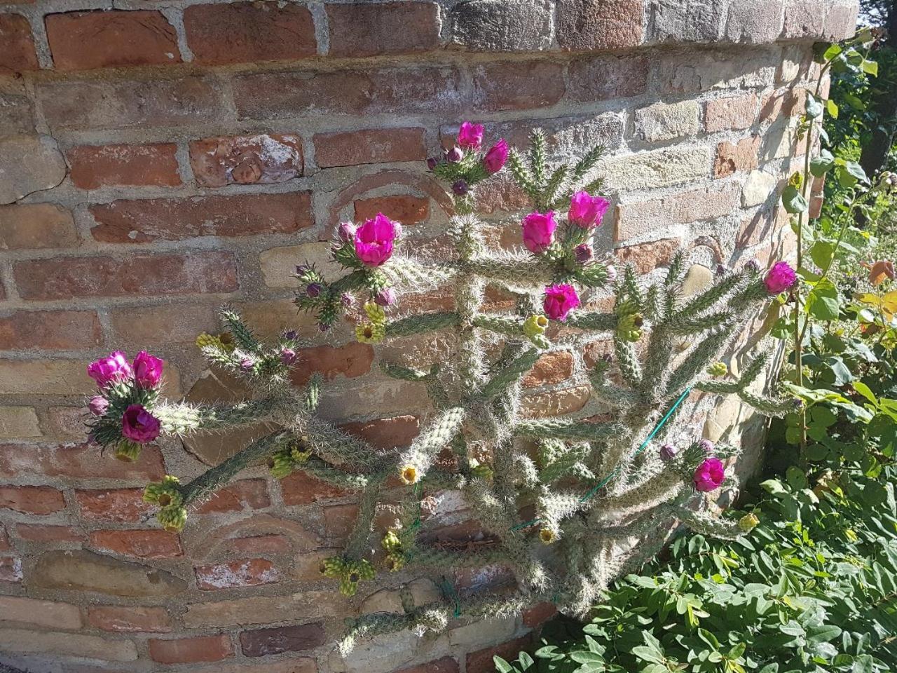 Ca' Dei Gelsi Bed and breakfast *